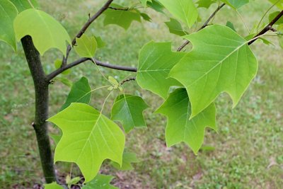 Liriodendron x Chapel Hill - liliovník čínský x tulipánokvětý - jarní listy